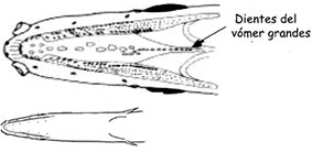Ilyophis_claves.jpg