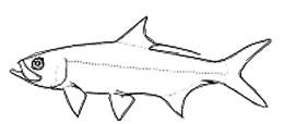 Megalopidae_-claves.jpg