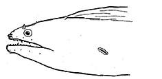 Muraena-helena_claves.jpg