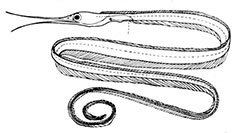 Nemichthyidae_claves.jpg