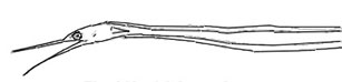 Nemichthys-scolopaceusClaves.jpg