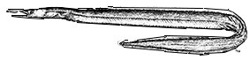 Nessorhamphus-ingolfianusClaves.jpg