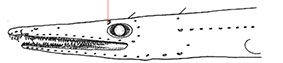 Nettastoma-melanurum_claves.jpg
