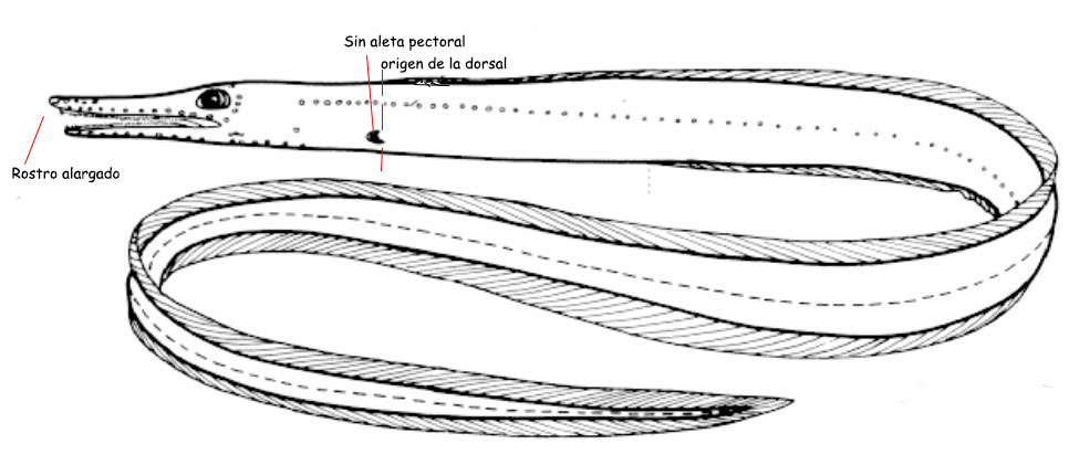 Nettastomatidae_01.jpg