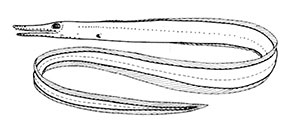 Nettastomatidae_claves.jpg