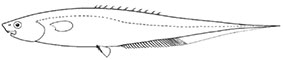 Notacanthidae_claves.jpg