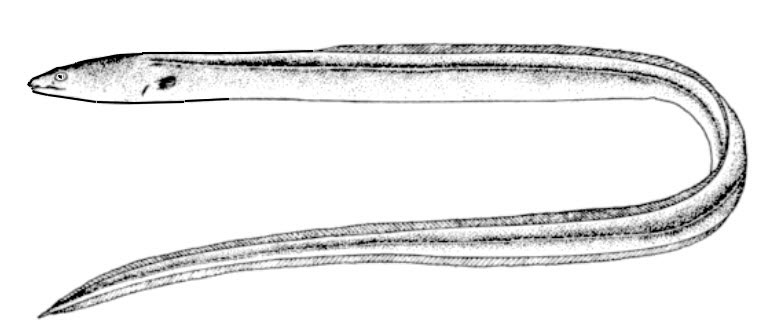 Ophichthus-rufus_001.jpg