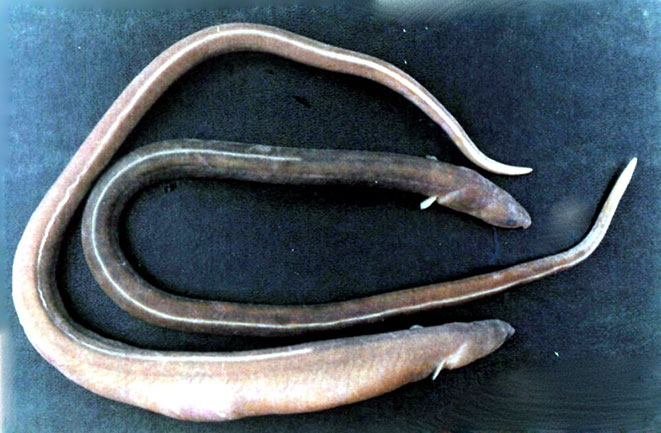 Ophichthus-rufus_02.jpg