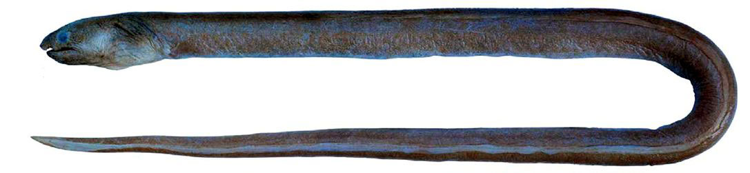 Ophichthus-rufus_03.jpg
