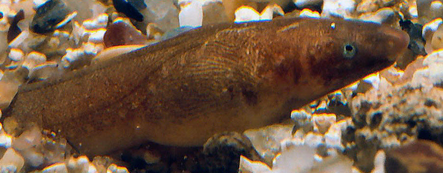 Ophichthus-rufus_04.jpg