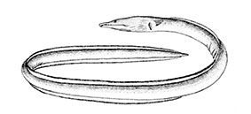 Ophisurus-serpens_claves.jpg