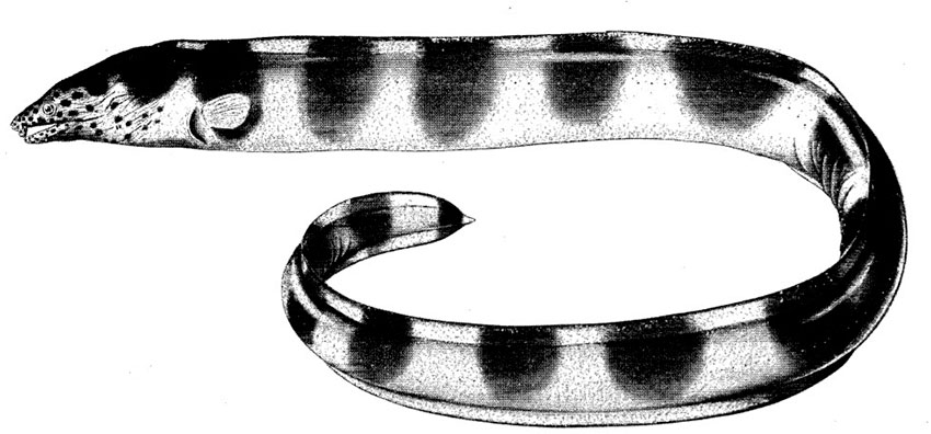 Pisodonophis-semicinctus_001.jpg