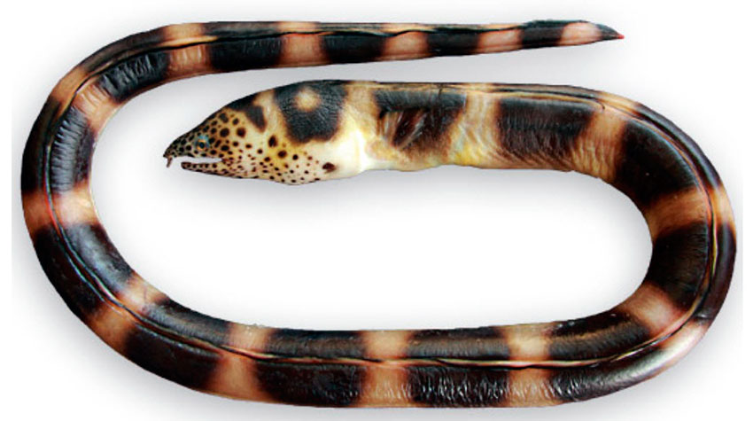 Pisodonophis-semicinctus_03.jpg