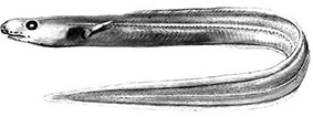 Pseudophichthys-splendens-claves.jpg