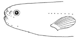 Simenchelys-parasitica_claves_02.jpg