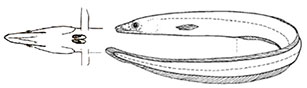 Synaphobranchus-kaupii_claves.jpg