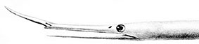 Venefica-proboscidea.jpg