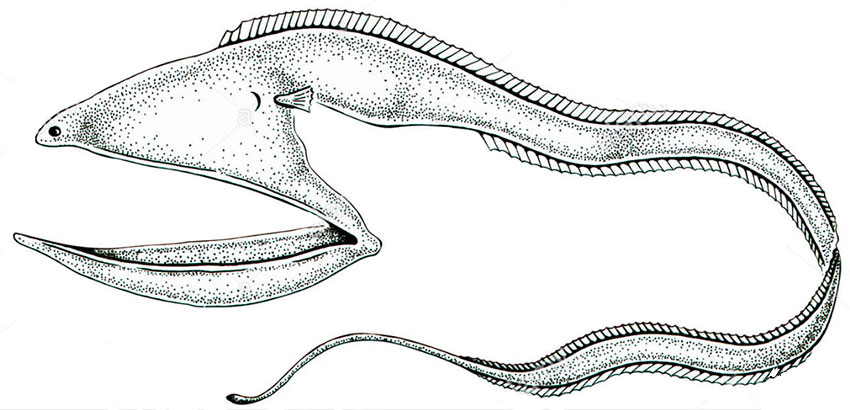 Eurypharyngidae_01.jpg