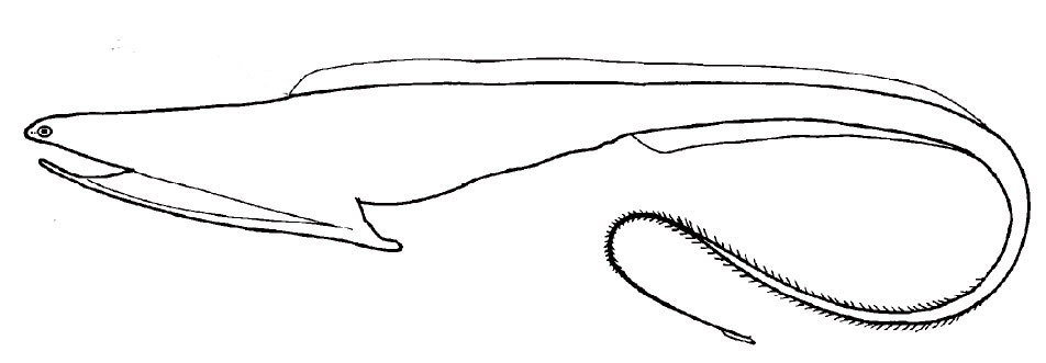 Eurypharynx-pelecanoides_01.jpg