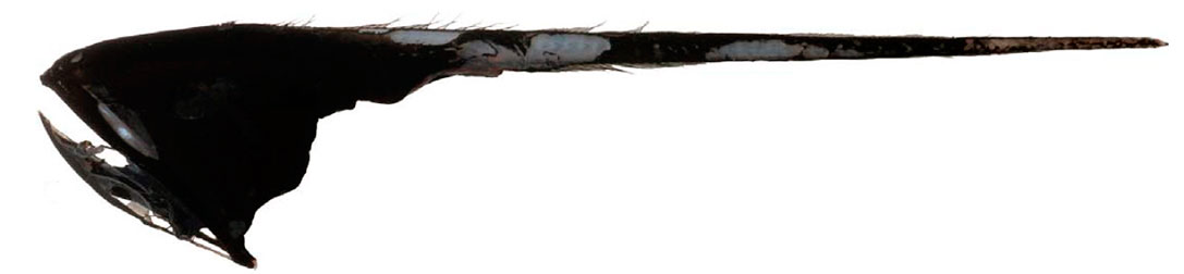 Eurypharynx-pelecanoides_02.jpg