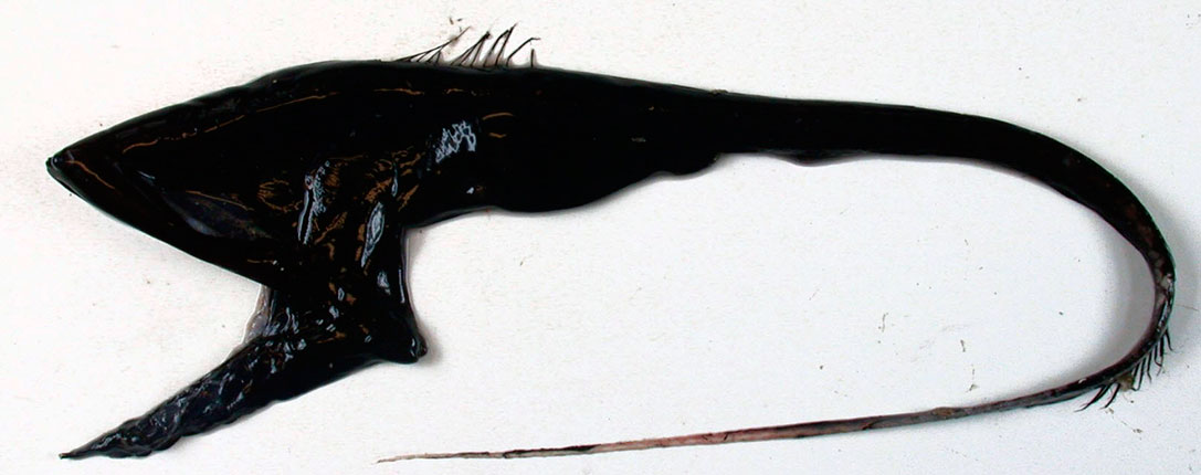 Eurypharynx-pelecanoides_03.jpg