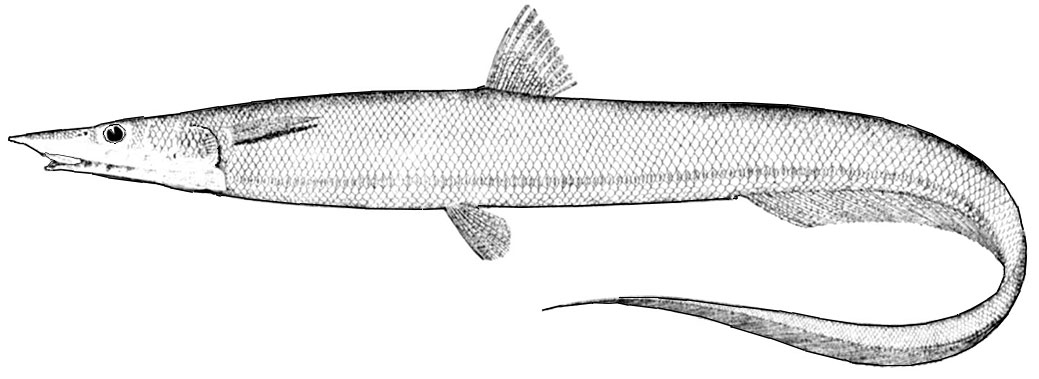 Familia-Halosauridae_01.jpg