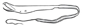 Familia-Saccopharyngidae_claves.jpg