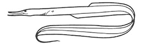 Familia-Serrivomeridae.jpg