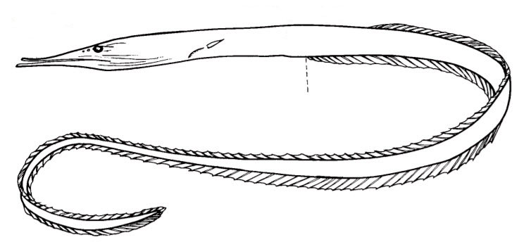 Familia-Serrivomeridae_01.jpg