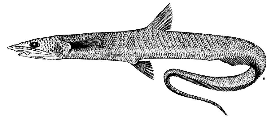 Halosaurus-ovenii_01.jpg