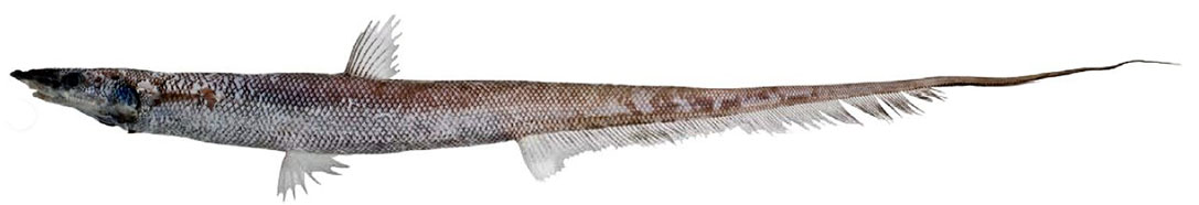Halosaurus-ovenii_03.jpg