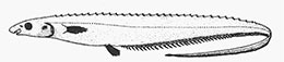 Polyacanthonotus-rissoanus_00001.jpg