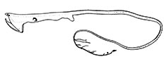 Saccopharynx-ramosus_claves_01.jpg