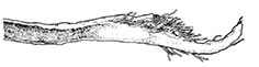 Saccopharynx-thalassa_claves.jpg