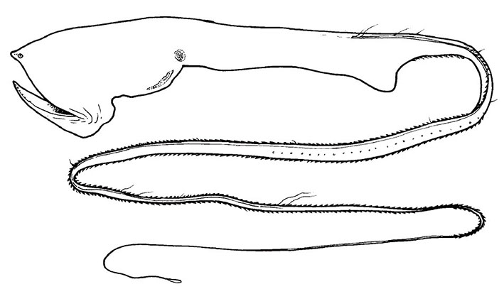 Saccopharynx_claves.jpg