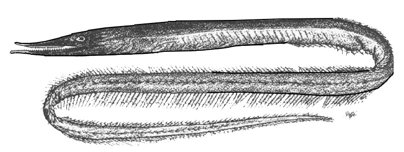 Serrivomer-beanii_01.jpg
