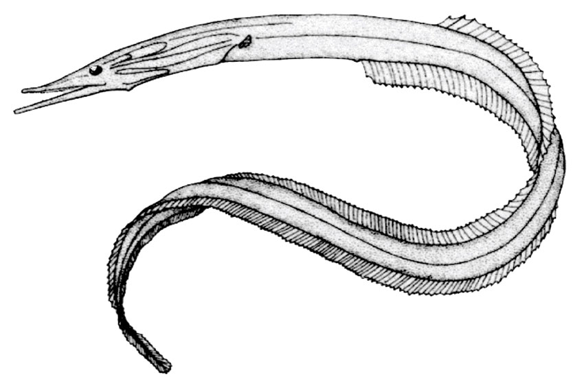 Serrivomer-lanceolatoides_01.jpg