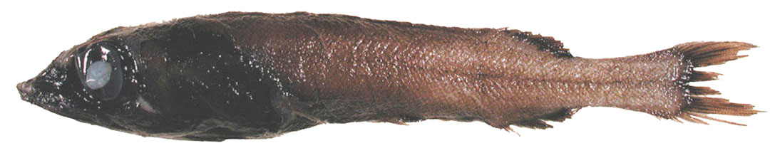 Alepocephalus-agassizii_02.jpg