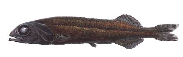 Alepocephalus-agassizii_03.jpg