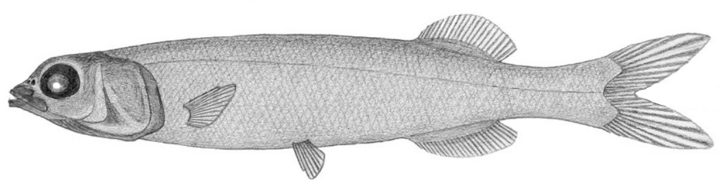 Alepocephalus-bairdii_01.jpg
