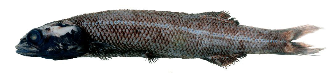 Alepocephalus-bairdii_02.jpg