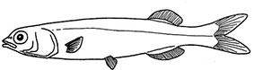 Alepocephalus_claves.jpg