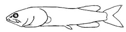 Asquamiceps_caves.jpg