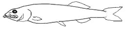Bajacalifornia_claves.jpg
