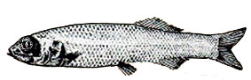 Barbantus-curvifrons_claves.jpg