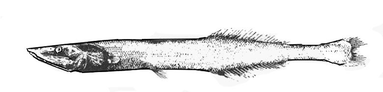 Bathyprion-danae_001.jpg