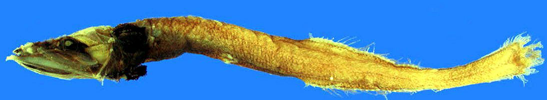 Bathyprion-danae_02.jpg