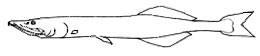 Bathyprion_claves.jpg