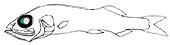 Bathytroctes-macrognathus_claves.jpg