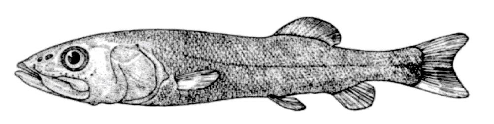 Bathytroctes-michaelsarsi-_01.jpg
